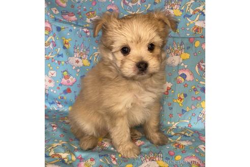 東京都のミックス犬 男の子 21 11 03生まれ 淡いお色で可愛い男の子 子犬id ブリーダーナビ