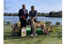 根津祐子ブリーダー