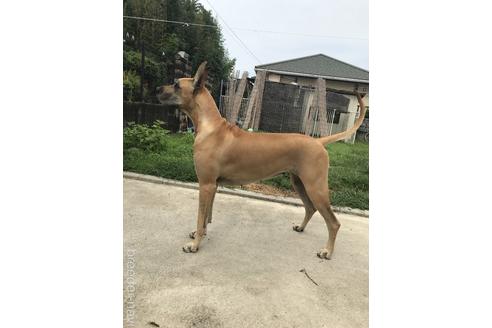 根津祐子ブリーダーの詳細