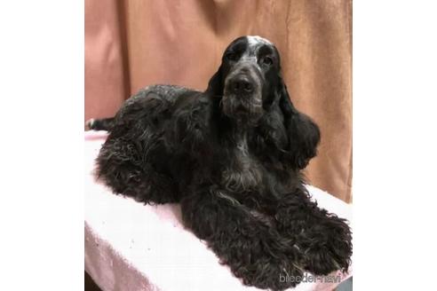 販売中のイングリッシュコッカースパニエルの親犬
