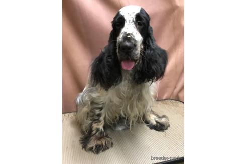 販売中のイングリッシュコッカースパニエルの親犬