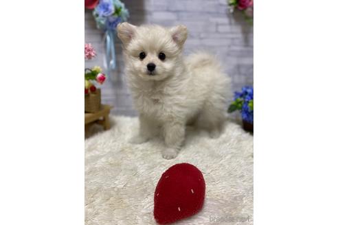 岡山県のミックス ポメプー ポメラニアン トイプードル 女の子 21 10 30生まれ ホワイト 白 子犬id ブリーダーナビ