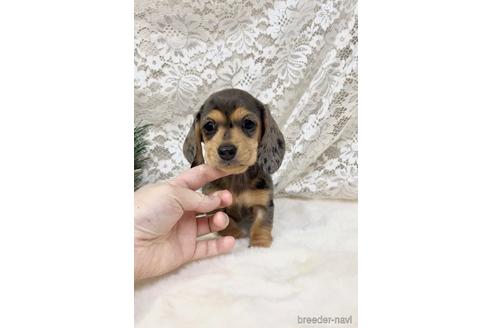 完璧 新品 f672 貴重 ミニチュア パグ じゃれ犬 minimalZoo 生まれる 生き物