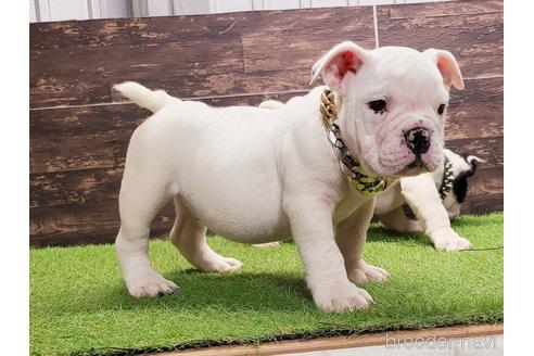 沖縄県のミックス犬 男の子 21 11 05生まれ チャームポイント足の裏 可愛いmix 子犬id ブリーダーナビ