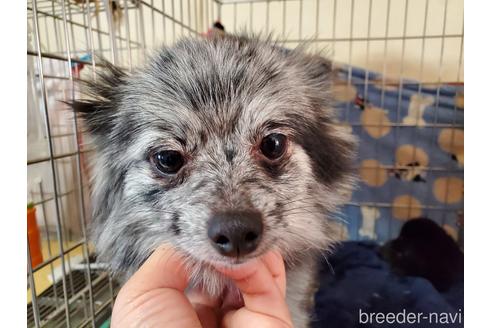 販売中のポメラニアンの親犬