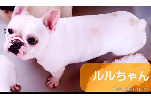 販売中のフレンチブルドッグの親犬