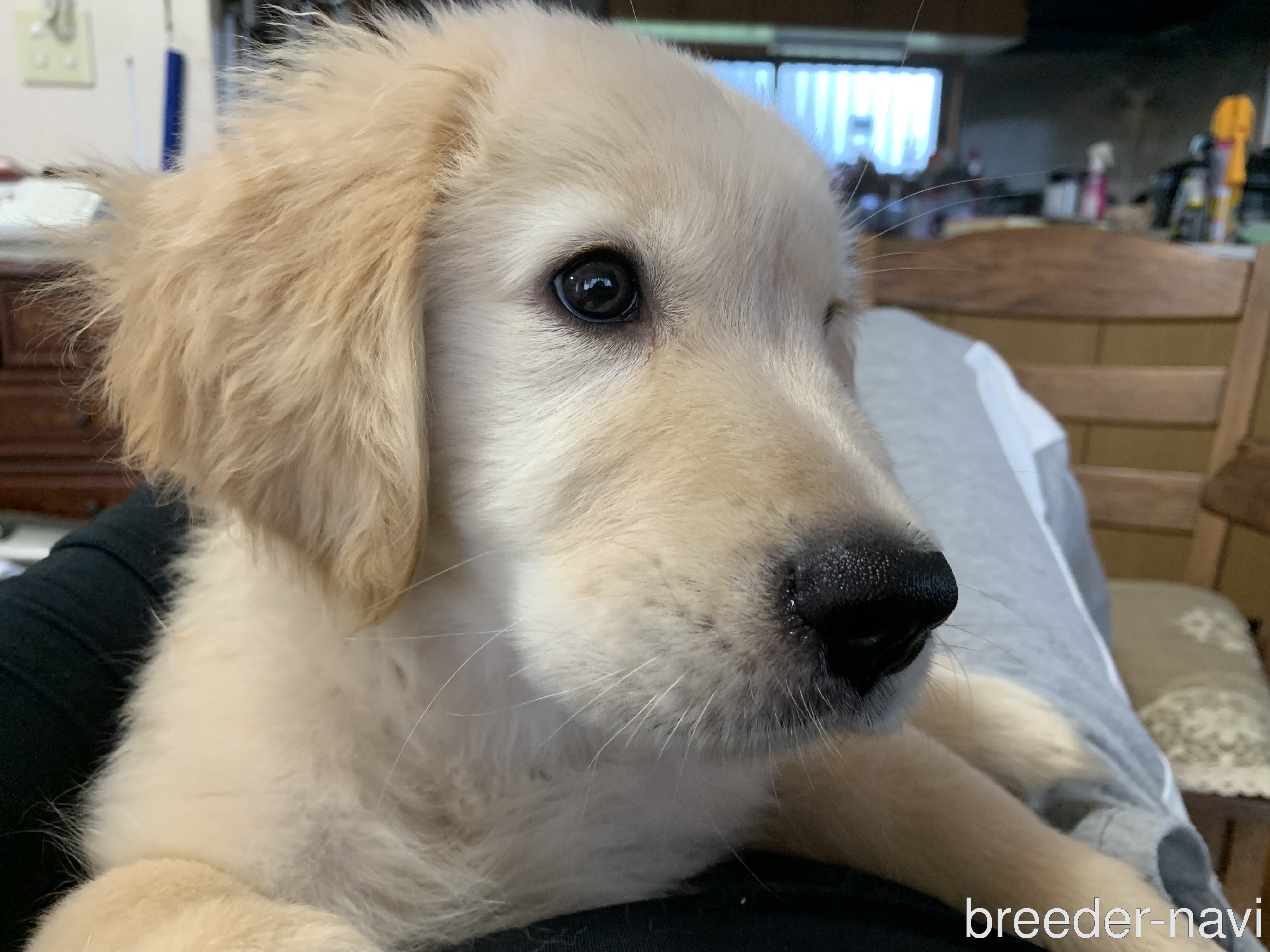 大國ブリーダー