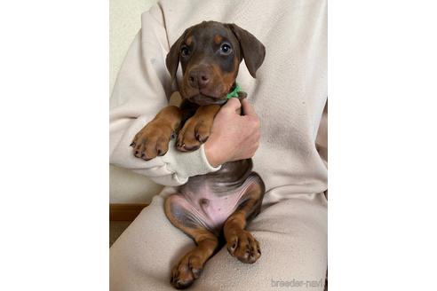 成約済の静岡県のドーベルマン-163718の4枚目