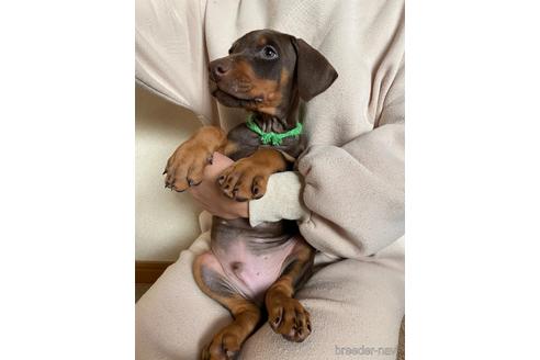 成約済の静岡県のドーベルマン-163718の3枚目