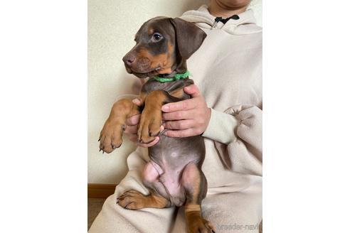 成約済の静岡県のドーベルマン-163718の2枚目