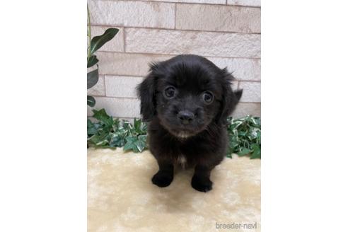 兵庫県のミックス犬 女の子 21 11 06生まれ ダックス 狆のミックス犬 子犬id ブリーダーナビ