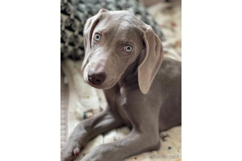 ワイマラナーの子犬を探す ブリーダーナビ ワイマラナーの子犬を探す ブリーダーナビ