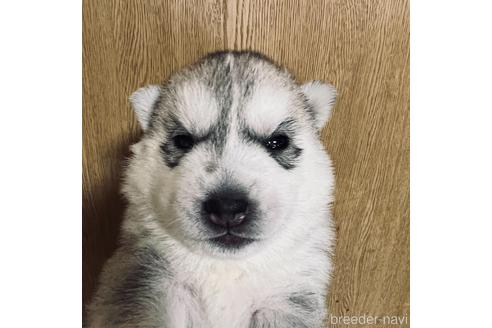 三重県のシベリアンハスキー 女の子 21 12 18生まれ お父さんｊｋｃチャンピオンです 子犬id 1637 ブリーダーナビ
