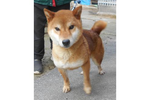 激安な鹿児島県の子犬を探す ブリーダーナビ