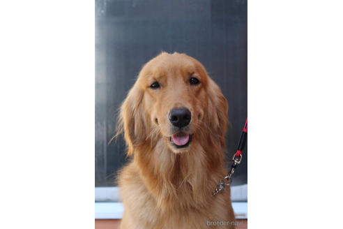 販売中のゴールデンレトリーバーの親犬