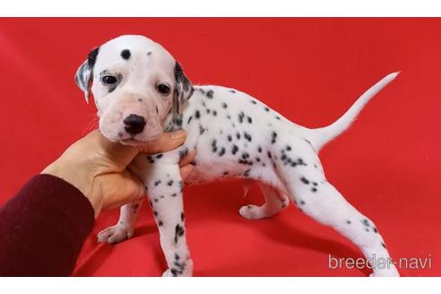 沖縄県のダルメシアン 男の子 21 12 16生まれ イケメン君 子犬id ブリーダーナビ