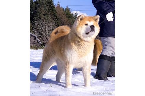 村上美知子ブリーダーの詳細の1枚目