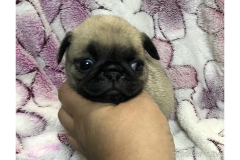 青森県でパグの子犬を探す ブリーダーナビ 青森県でパグの子犬を探す ブリーダーナビ