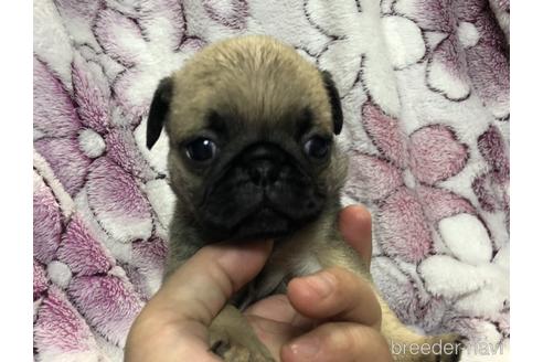 青森県でパグの子犬を探す ブリーダーナビ 青森県でパグの子犬を探す ブリーダーナビ