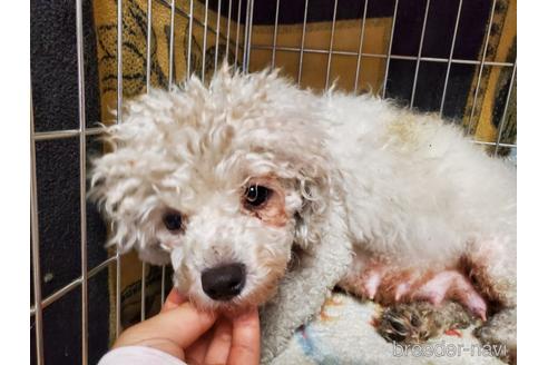 販売中のビションフリーゼの親犬