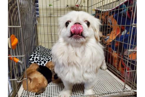 販売中のペキニーズの親犬