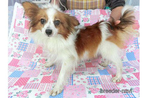 販売中のパピヨンの親犬