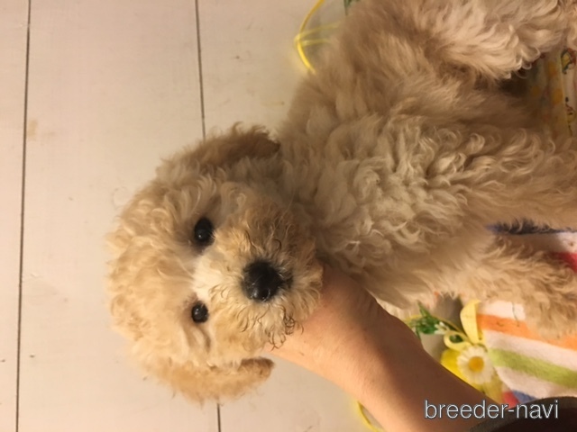 木村ブリーダー