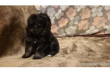 ♀︎ポメプー:ポメラニアン×トイプードル