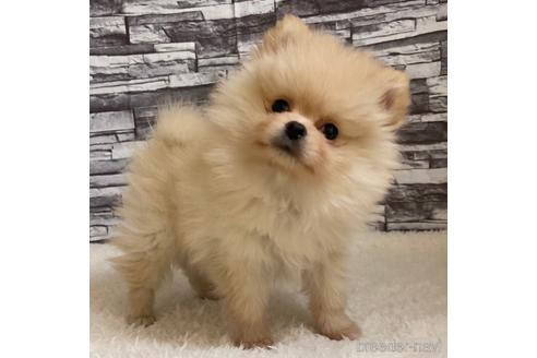 岡山県のポメラニアン 女の子 21 11 01生まれ クリーム 子犬id ブリーダーナビ 岡山県のポメラニアン 女の子 21 11 01生まれ クリーム 子犬id ブリーダーナビ