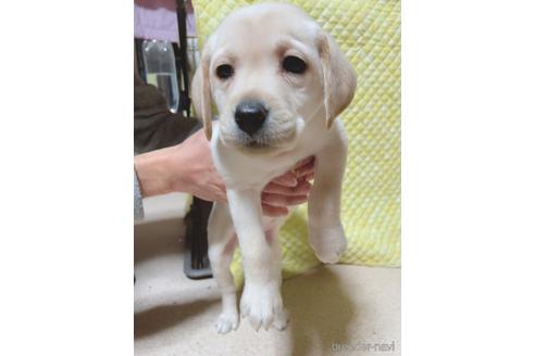 生後6ヶ月未満のラブラドールレトリーバーの子犬を探す ブリーダーナビ
