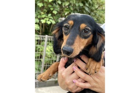 販売中のミニチュアダックスフンド(ロングヘアード)の親犬