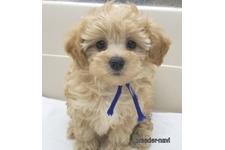 ♀︎マルプー:マルチーズ×トイプードル