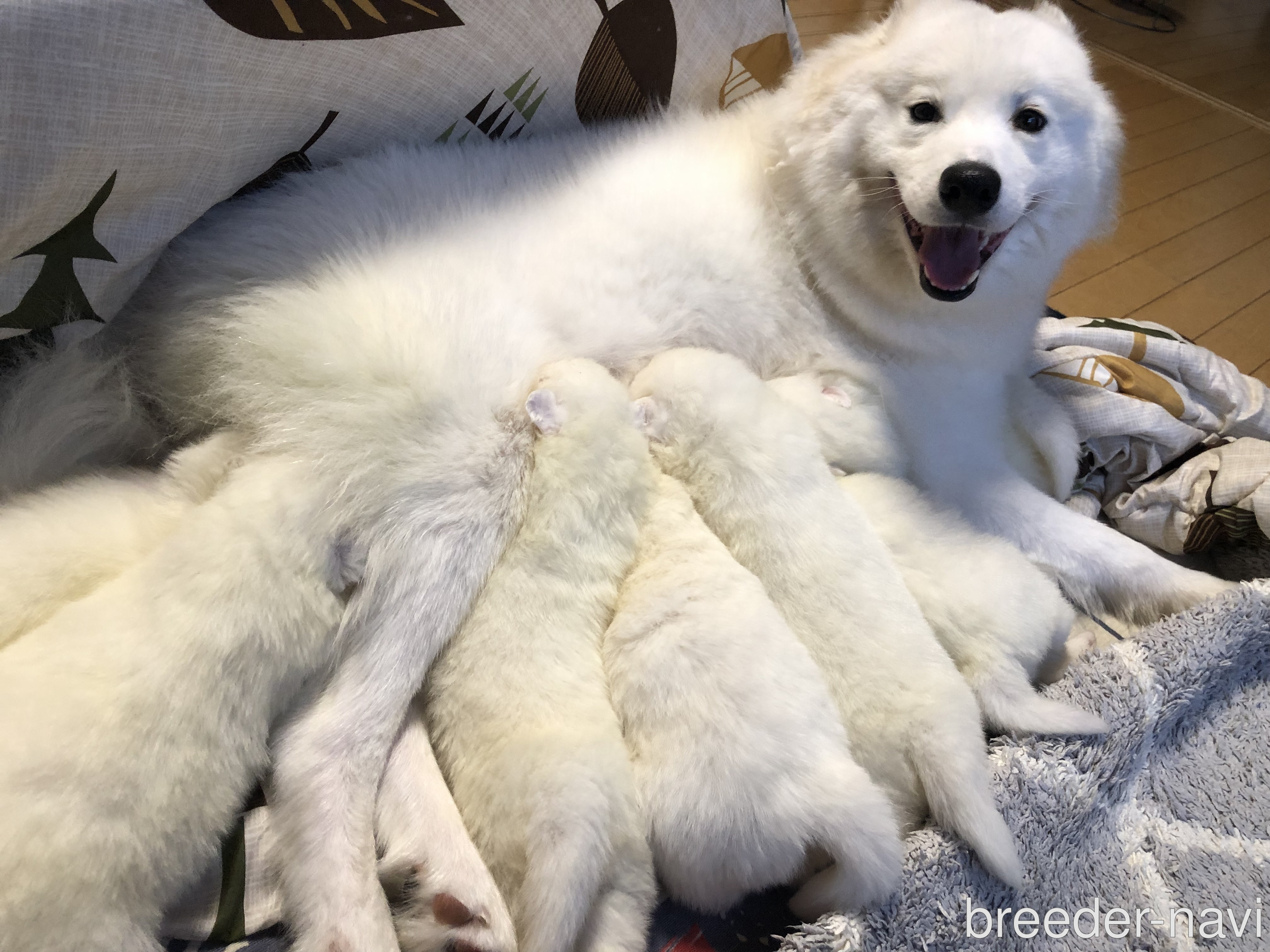 小森ブリーダー