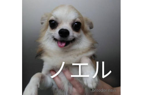 販売中のチワワ(ロングコート)の親犬