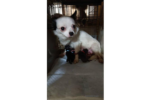 販売中のチワワ(ロングコート)の親犬