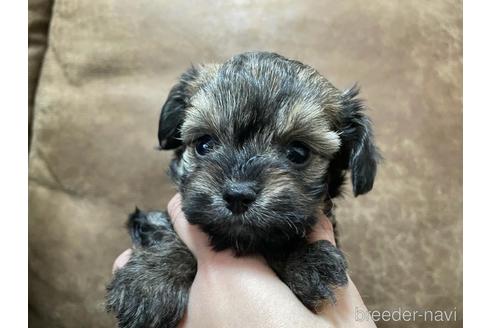 兵庫県のミックス チワプー チワワ トイプードル 女の子 21 12 03生まれ ブラック 黒 子犬id ブリーダーナビ 兵庫県のミックス チワプー チワワ トイプードル 女の子 21 12 03生まれ ブラック 黒 子犬id ブリーダーナビ