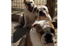 部矢佳子ブリーダー