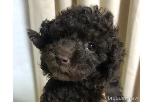 販売中のトイプードルの親犬