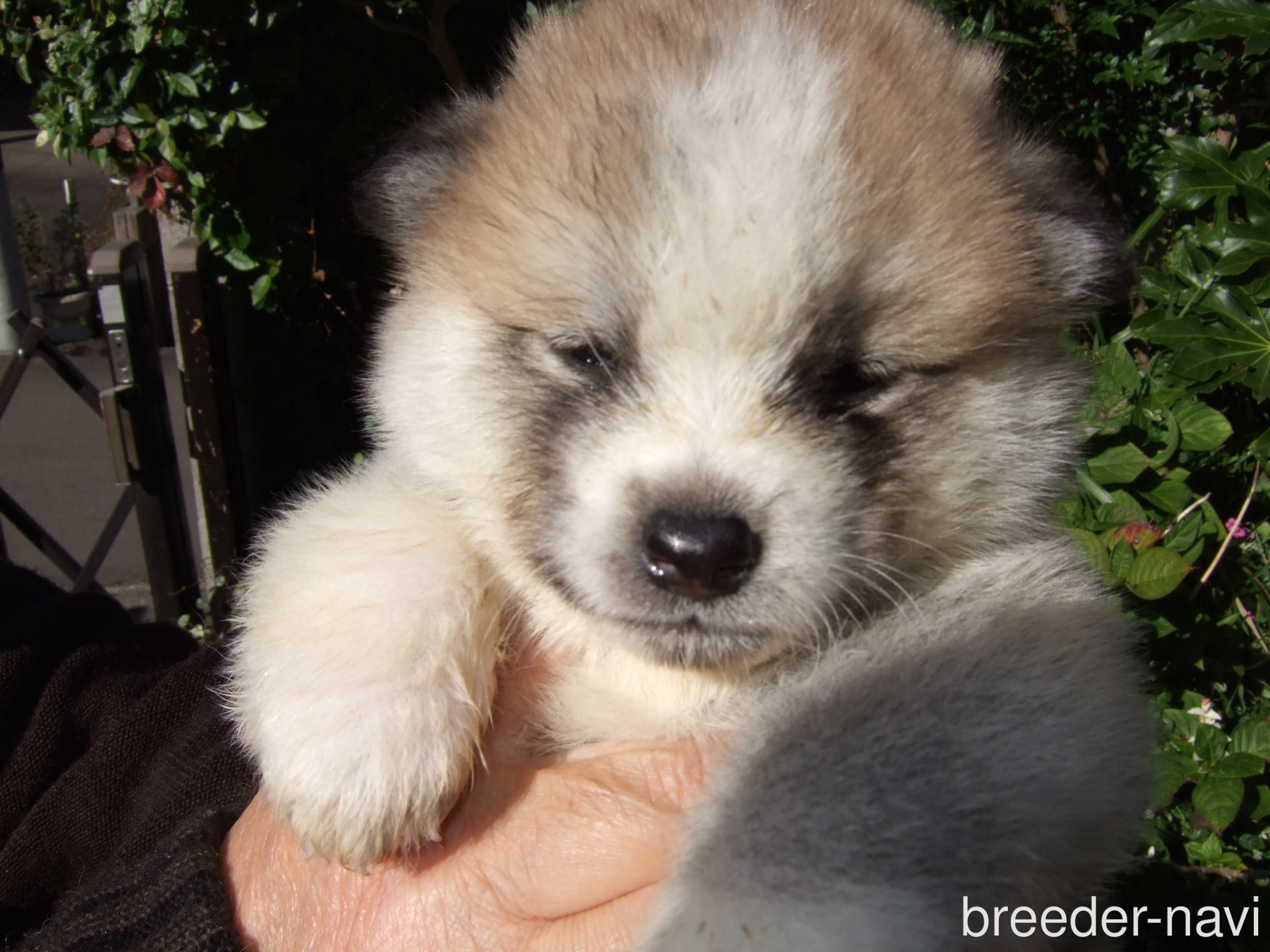 荒井ブリーダー