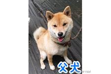 父親犬