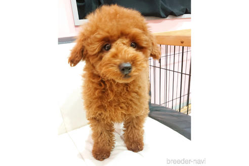 静岡県のトイプードル 男の子 21 10 12生まれ レッド 子犬id ブリーダーナビ