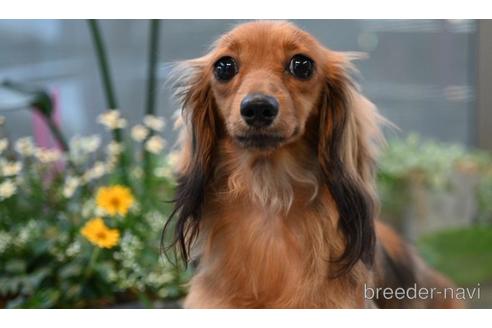 販売中のミニチュアダックスフンド(ロングヘアード)の親犬