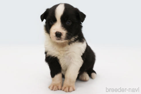 神奈川県のボーダーコリー 男の子 21 12 28生まれ ブラック ホワイト 子犬id ブリーダーナビ