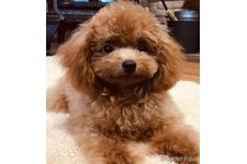 髙田哲哉ブリーダー