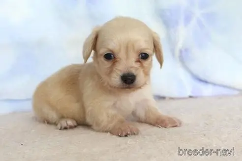 熊本県のチワックス 男の子 21 12 27生まれ チワワ ダックス とっても可愛いです 子犬id ブリーダーナビ