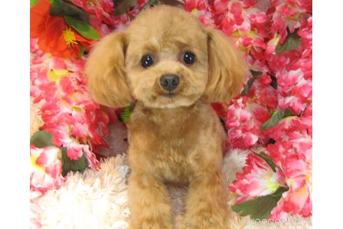 竹内規雄 ブリーダープロフィール画像