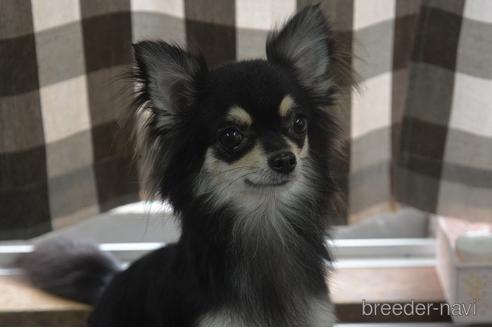 販売中のポメチワ:ポメラニアン×チワワの親犬