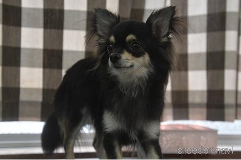 販売中のポメチワ:ポメラニアン×チワワの親犬