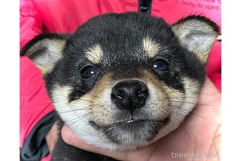 鹿児島県の豆柴 男の子 21 11 22生まれ 豆柴フェア開催中につき お問い合わせはお早めに 子犬id 1659 ブリーダーナビ 鹿児島県の豆柴 男の子 21 11 22生まれ 豆柴フェア開催中につき お問い合わせはお早めに 子犬id 1659 ブリーダーナビ