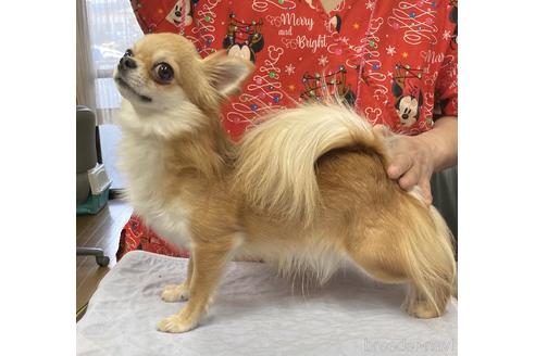 加納大 ブリーダープロフィール画像